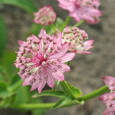 Астранция крупная Пинк Прайд - Dolina-Sad.Ru