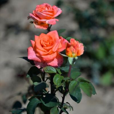 Роза Амбассадор - Dolina-Sad.Ru