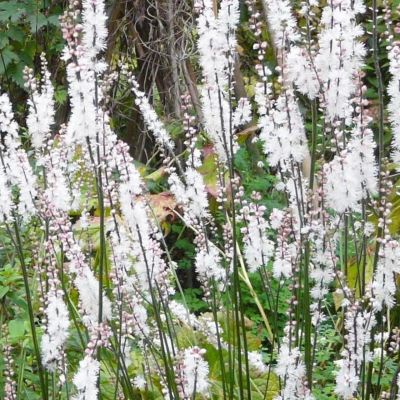 Воронец японский Сильер Денс - Dolina-Sad.Ru