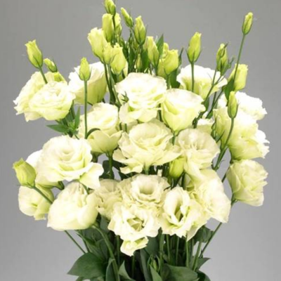 Эустома Мариачи лайм Махровые F1 Эустома Мариачи лайм Махровые F1 фото