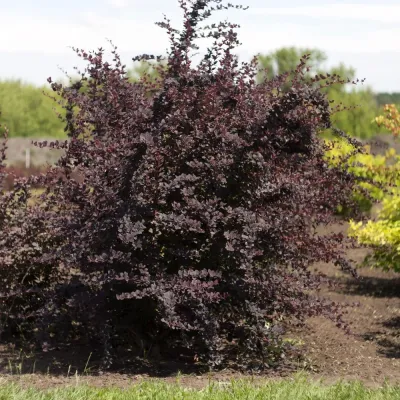 Барбарис оттавский Суперба, С3 Барбарис оттавский Суперба, С3 - Dolina-Sad.Ru