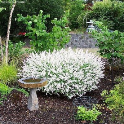 Ива японская Хакуро-Нишики Ива японская Хакуро-Нишики фото