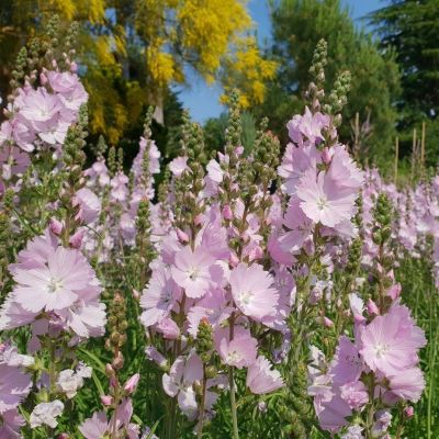 Сидальцея мальвоцветковая Элси Хью Сидальцея мальвоцветковая Элси Хью - Dolina-Sad.Ru