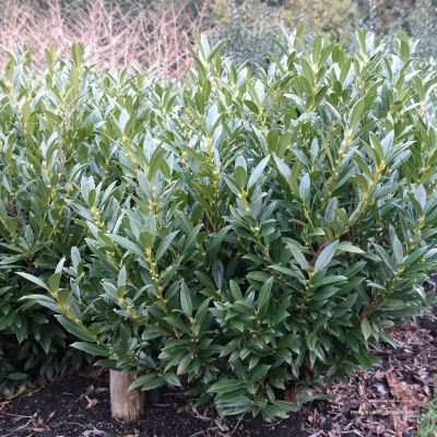 Лавровишня Гаджо - Dolina-Sad.Ru