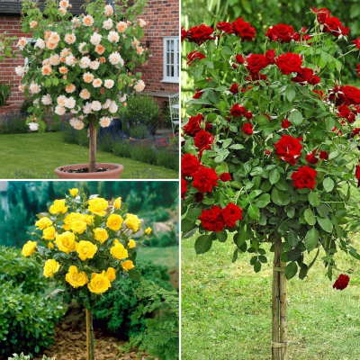 Комплект Штамбовых Роз Комплект Штамбовых Роз - Dolina-Sad.Ru