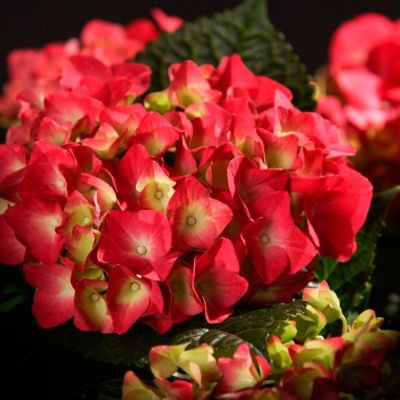 Гортензия крупнолистная Дорис - Dolina-Sad.Ru