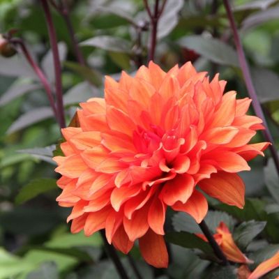 Георгина Миссис Трукелла - Dolina-Sad.Ru