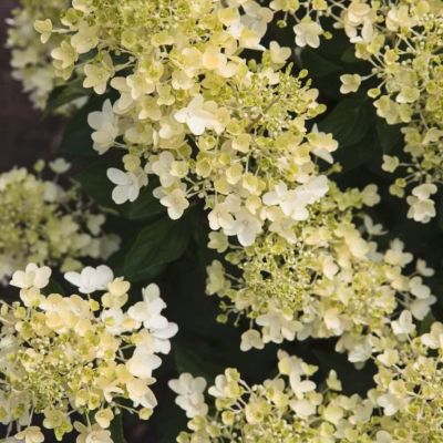 Гортензия метельчатая Милк энд Хани - Dolina-Sad.Ru