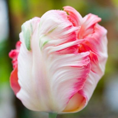 Тюльпан Либретто Пэррот Тюльпан Либретто Пэррот фото