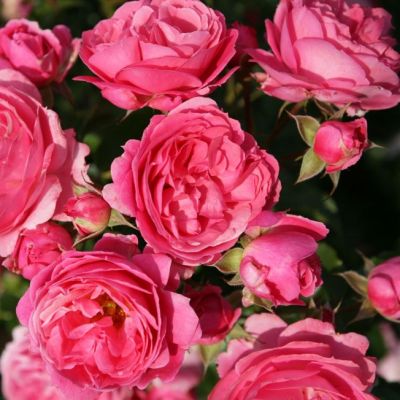 Роза Штамбовая Моин Моин Роза Штамбовая Моин Моин - Dolina-Sad.Ru