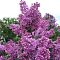 Сирень обыкновенная Аметист, С2 - Dolina-Sad.Ru