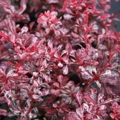 Барбарис Тунберга Пинк Квин Барбарис Тунберга Пинк Квин - Dolina-Sad.Ru