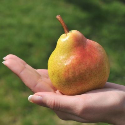 Груша Пермячка Груша Пермячка - Dolina-Sad.Ru