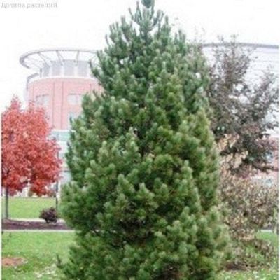 Сосна Кедровая (кедр) Сосна Кедровая (кедр) фото