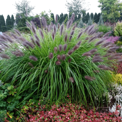 Пеннисетум лисохвостный Блэк Бьюти Пеннисетум лисохвостный Блэк Бьюти фото