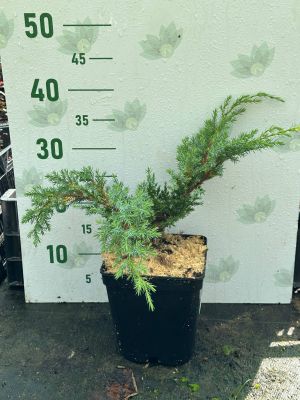 Можжевельник чешуйчатый Хуннеторп Можжевельник чешуйчатый Хуннеторп фото