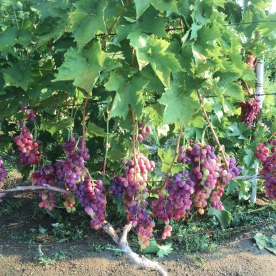 Виноград Багровый Виноград Багровый - Dolina-Sad.Ru
