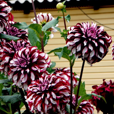 Георгина Экс Фактор Георгина Экс Фактор фото