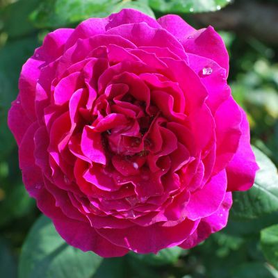 Роза Эмпрант фото