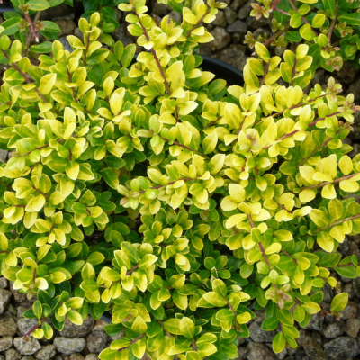 Падуб городчатый Голден Джем Падуб городчатый Голден Джем фото