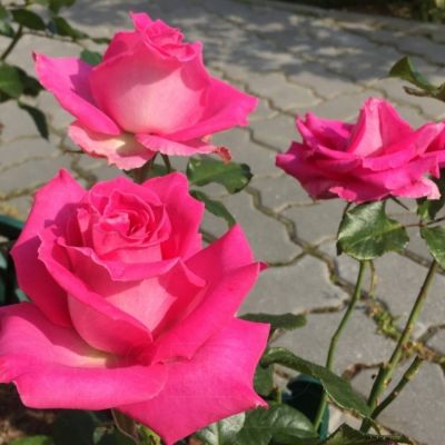 Роза Топаз в горшке - Dolina-Sad.Ru