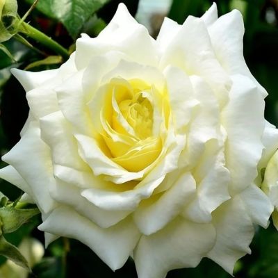 Роза Эльф Роза Эльф фото