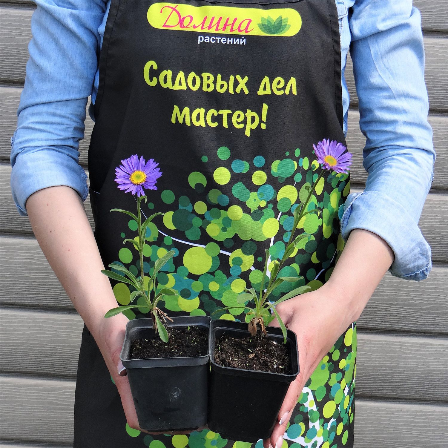 Астра альпийская Данке Шон Астра альпийская Данке Шон фото