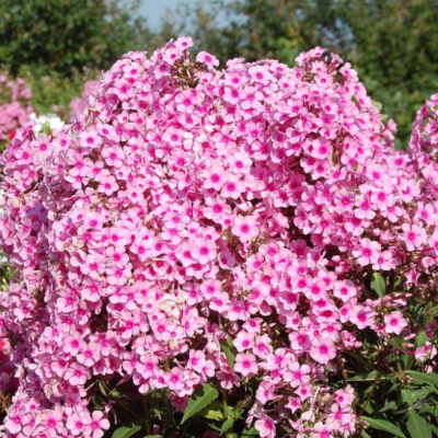 Флокс метельчатый Мисс Пеппер Флокс метельчатый Мисс Пеппер фото