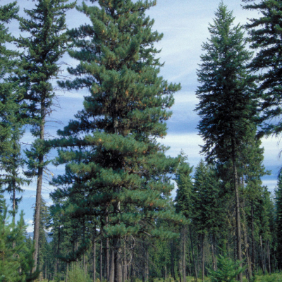 Сосна горная западная Сосна горная западная фото