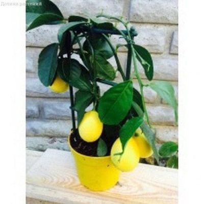 Гибрид Лимон+Апельсин Мейера Гибрид Лимон+Апельсин Мейера фото