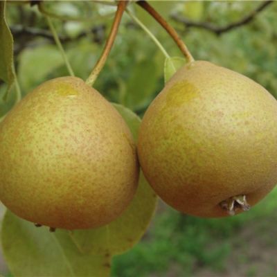 Груша Дюймовочка Груша Дюймовочка - Dolina-Sad.Ru