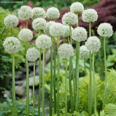 Аллиум Уайт Клауд Аллиум Уайт Клауд фото