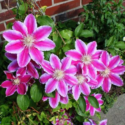 Клематис Доктор Руппел Клематис Доктор Руппел фото