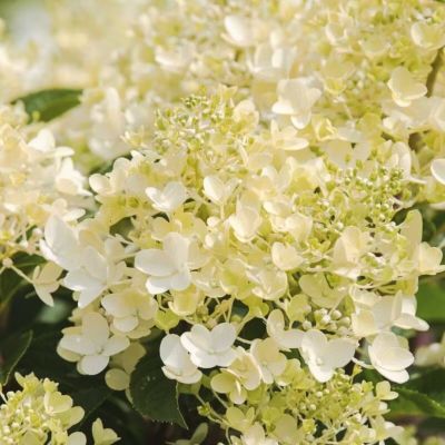 Гортензия метельчатая Милк энд Хани - Dolina-Sad.Ru