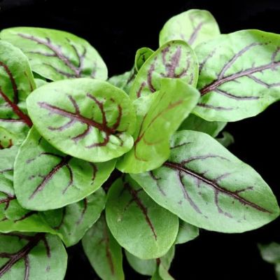 Щавель Красные узоры (А) Щавель Красные узоры (А) фото