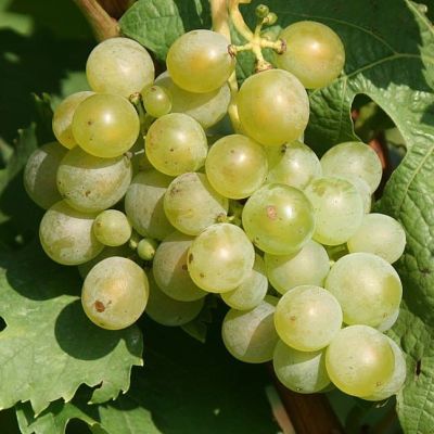 Виноград Бристоль мускат Виноград Бристоль мускат фото