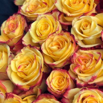 Роза Йеллоу Магия - Dolina-Sad.Ru