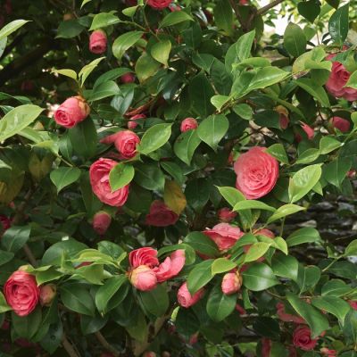 Камелия японская Принцесса Бачиокки Камелия японская Принцесса Бачиокки - Dolina-Sad.Ru