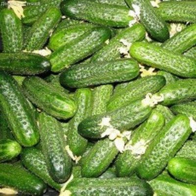 Огурец Хрустик F1 Огурец Хрустик F1 фото