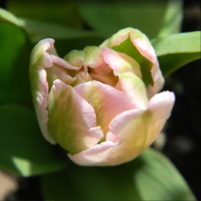 Тюльпан Дабл Вир Тюльпан Дабл Вир фото