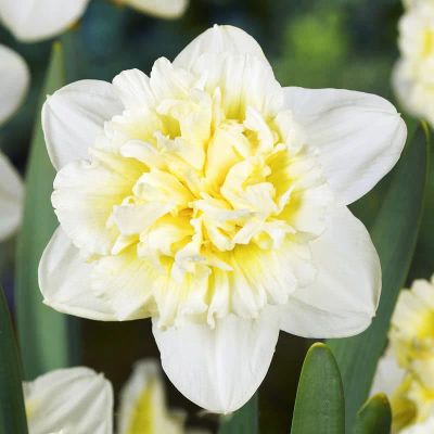 Нарцисс Айс Кинг Нарцисс Айс Кинг фото