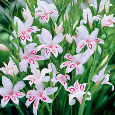 Гладиолус Нимф Гладиолус Нимф - Dolina-Sad.Ru