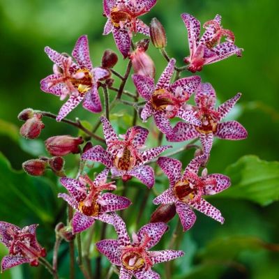 Трициртис формозский Дарк Бьюти Трициртис формозский Дарк Бьюти - Dolina-Sad.Ru