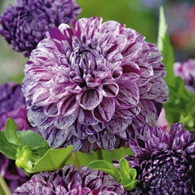 Георгина Марбл Балл Георгина Марбл Балл - Dolina-Sad.Ru