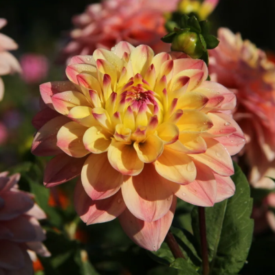 Георгина Лейкленд Отем Георгина Лейкленд Отем фото