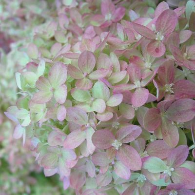 Гортензия метельчатая Мэджикал Лайм Спаркл, С3 - Dolina-Sad.Ru