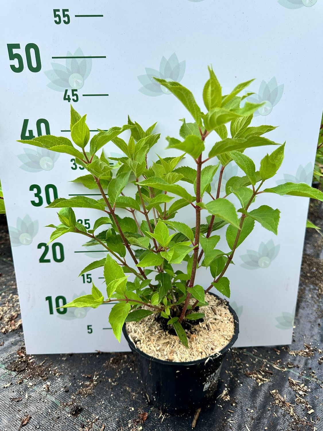 Гортензия метельчатая Юник, С2 Гортензия метельчатая Юник, С2 - Dolina-Sad.Ru