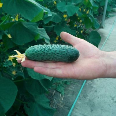 Огурец Майский F1 Огурец Майский F1 фото