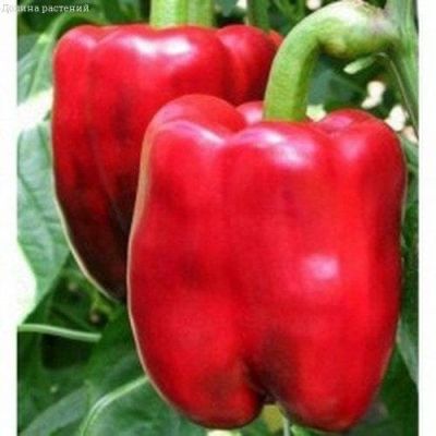 Перец Красный Куб Перец Красный Куб фото