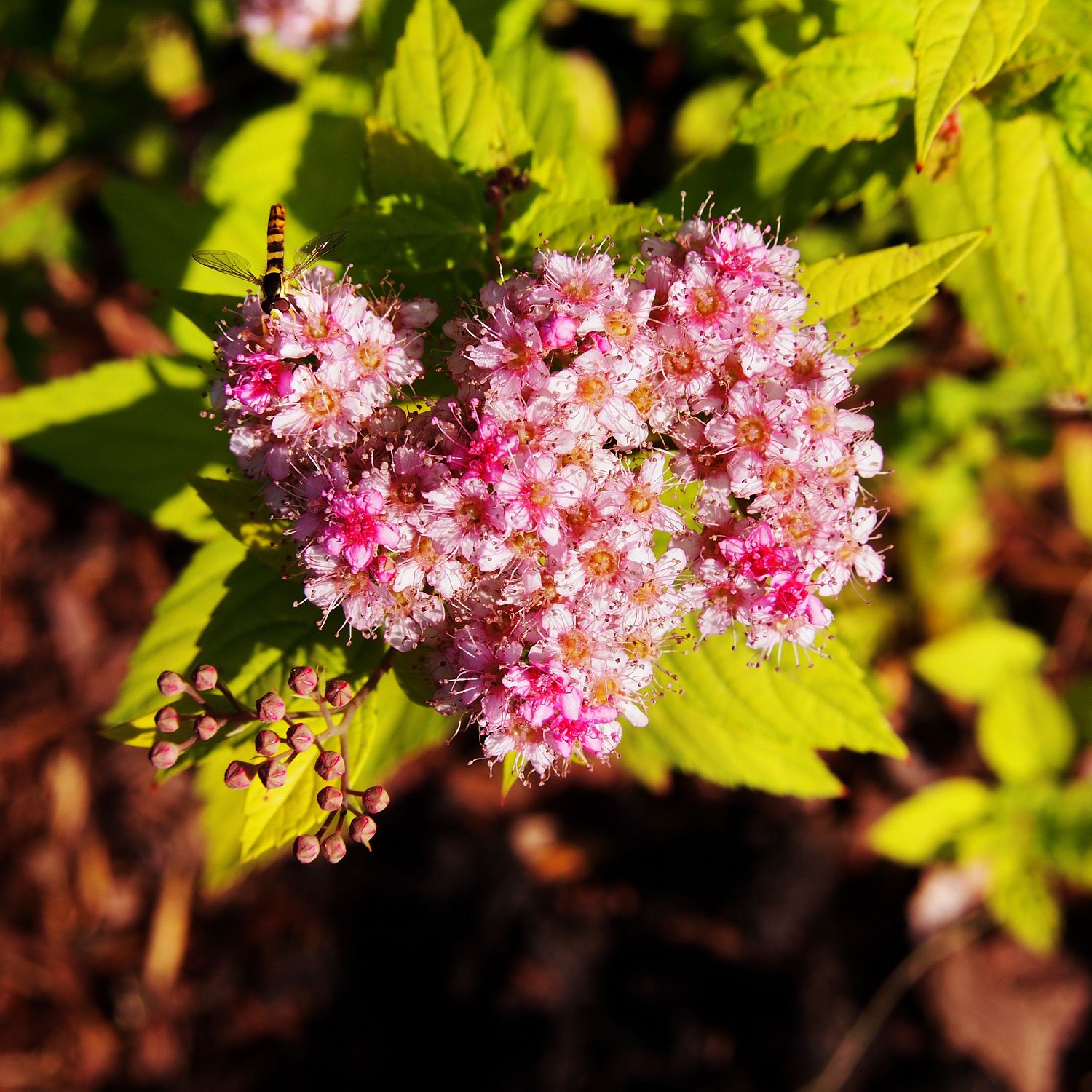 Спирея японская Голден Джек Спирея японская Голден Джек - Dolina-Sad.Ru